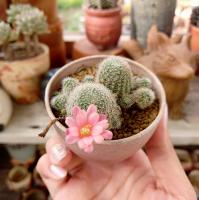 Địa chỉ bán xương rồng đẹp nhất Cần Thơ