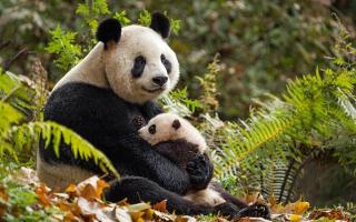 Loài động vật yêu thương con nhất thế giới
