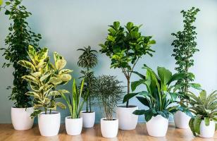 Kinh nghiệm chọn các loài cây trồng trong nhà theo phong thủy