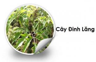 Công dụng của cây đinh lăng đối với sức khoẻ mà bạn nên biết