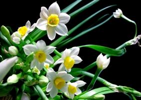 Loài hoa nguy hiểm nhất thế giới