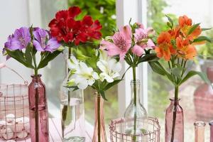 Loài hoa thủy tiên phổ biến hiện nay