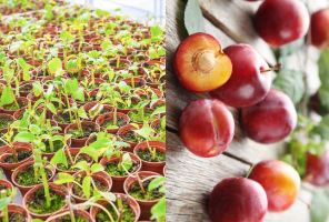 Loại cây ăn quả có thể trồng từ hạt
