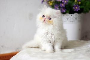 Thú cưng hợp phong thủy nhất bạn nên biết để gặp may mắn