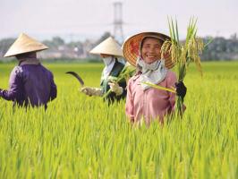 Bài thơ viết về người nông dân hay nhất