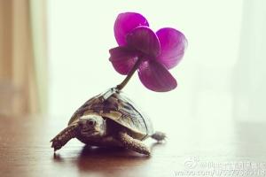 Phim chuyển thể từ tiểu thuyết ngôn tình trinh thám hay nhất