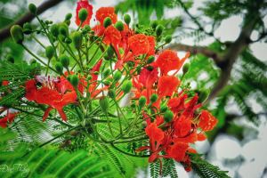 STT viết về hoa phượng hay nhất