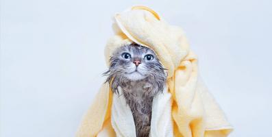 Sữa tắm cho mèo tốt và an toàn nhất