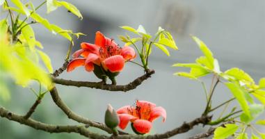 Tản văn viết về tháng ba hay nhất