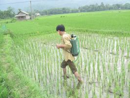 Loại thuốc trừ cỏ sinh học tốt nhất hiện nay