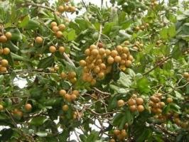 Lưu ý quan trọng khi ăn nhãn