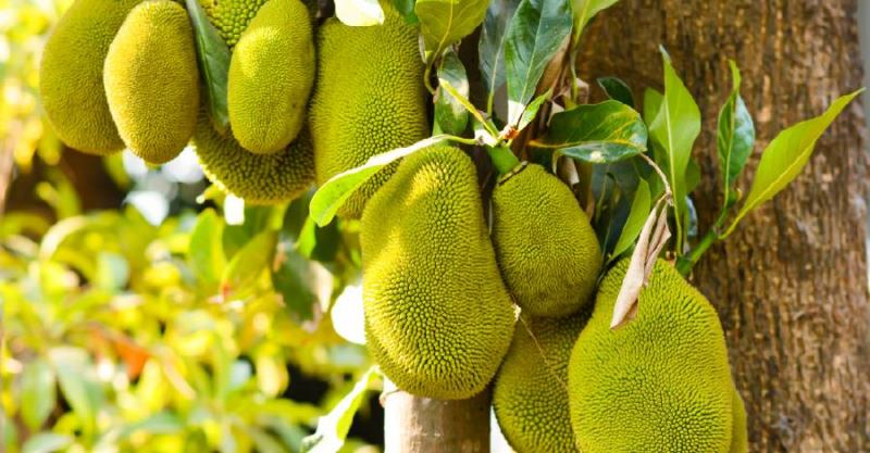 Bài văn thuyết minh về cây mít - mẫu 7