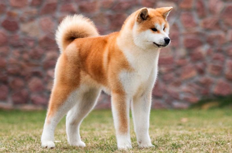 Thân hình cao của Akita