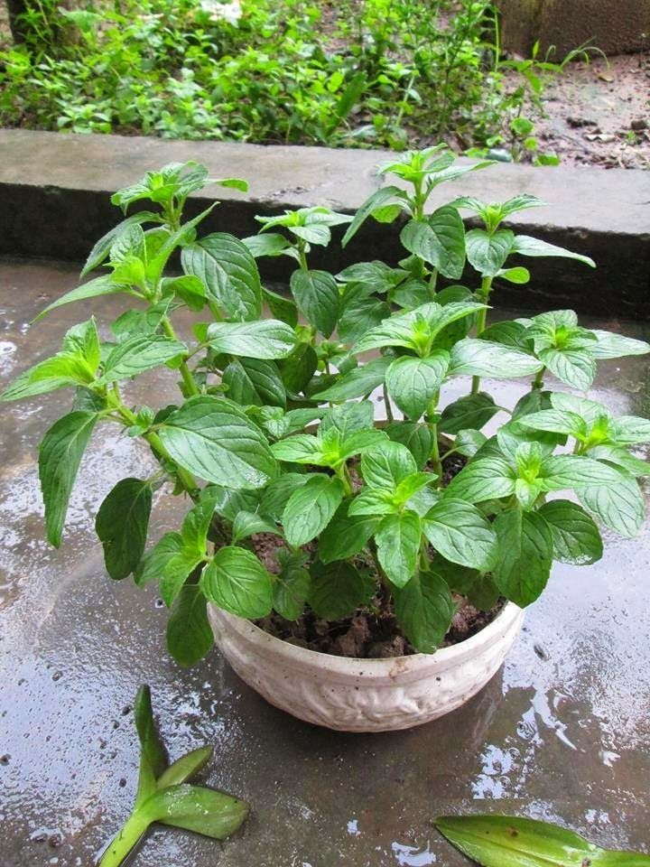 Cây bạc hà