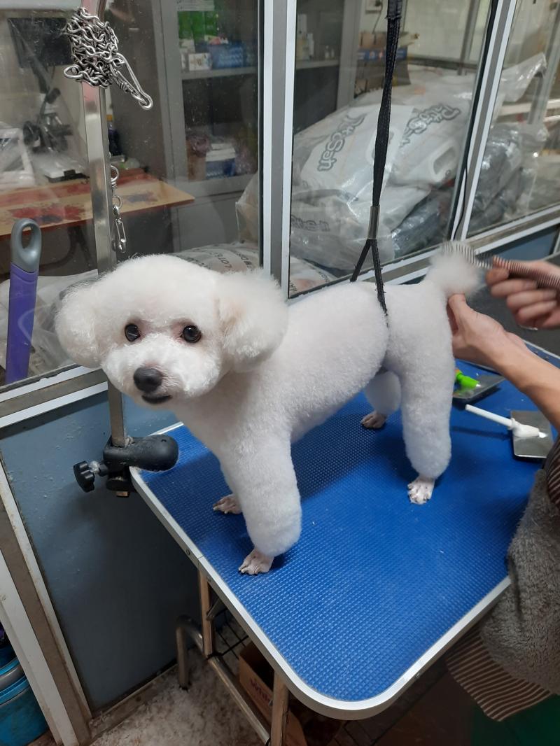 Bác sỹ thú y Lê-Hạnh