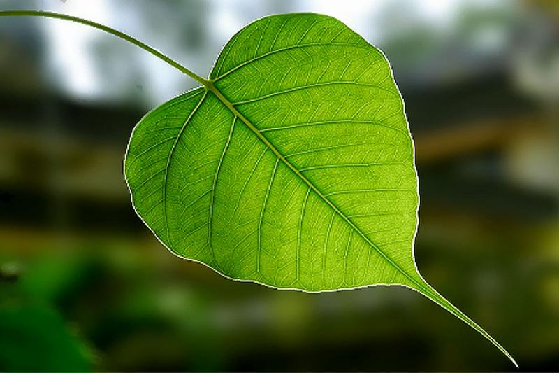 Hình minh hoạ