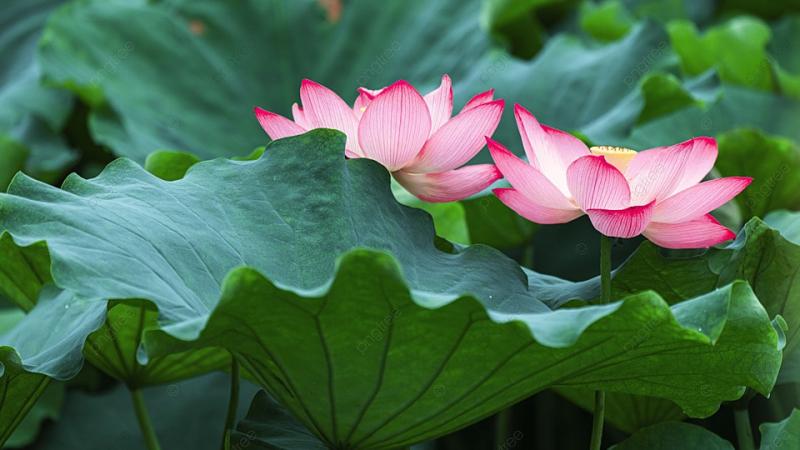 Thương nhớ những mùa hoa