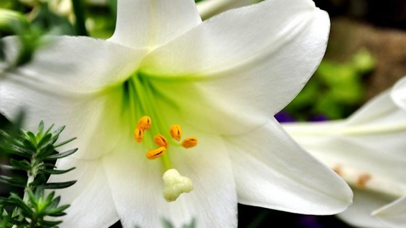 Loa kèn nở trắng tháng Tư