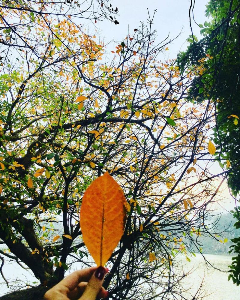 Chiếc bóng thu vàng