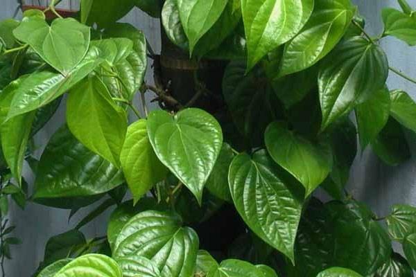Lá trầu không chữa viêm đường tiết niệu