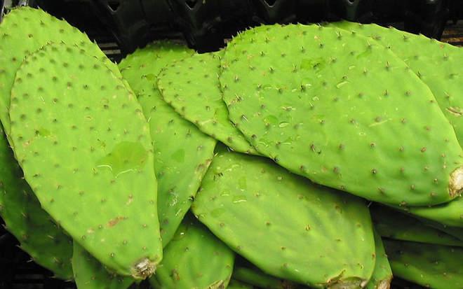 Chữa thoát vị đĩa đệm từ cây xương rồng bẹ