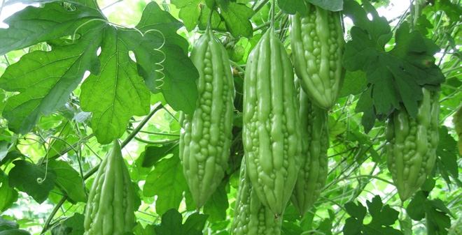 Mướp đắng ép lấy nước uống cực kì công hiệu trong trị bệnh tiểu đường típ 2