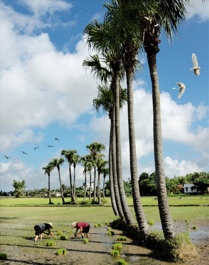Hình minh hoạ