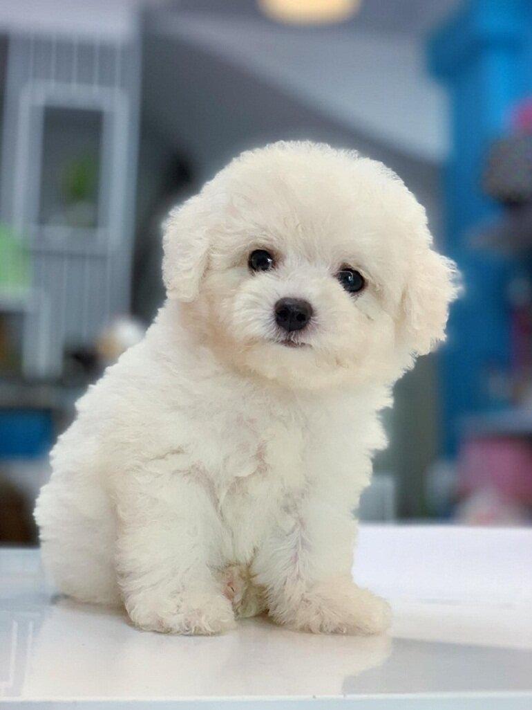 Bài văn kể về một kỉ niệm đáng nhớ đối với một con vật nuôi mà em yêu thích - số 10