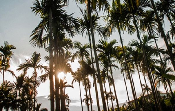Bài văn phân tích tác phẩm 