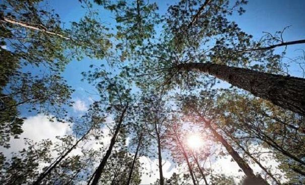 Bài văn phân tích nhân vật Tnú trong truyện 