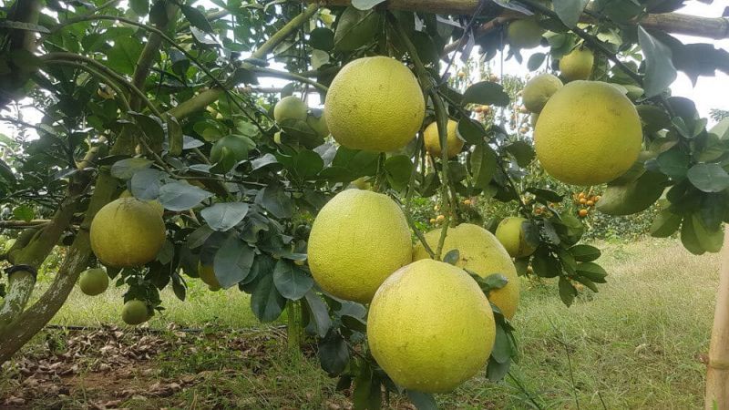 Bài văn thuyết minh về cây bưởi - mẫu 1