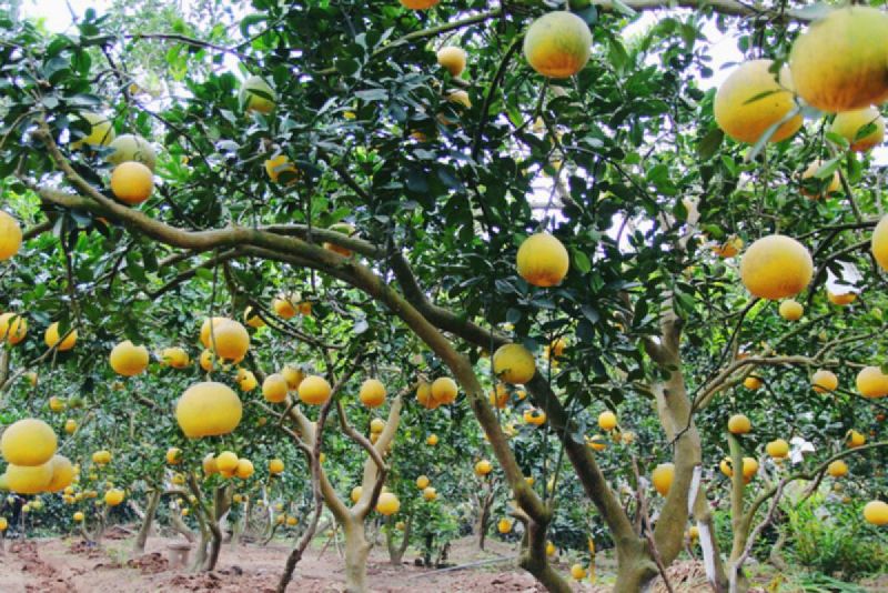 Bài văn thuyết minh về cây bưởi - mẫu 4