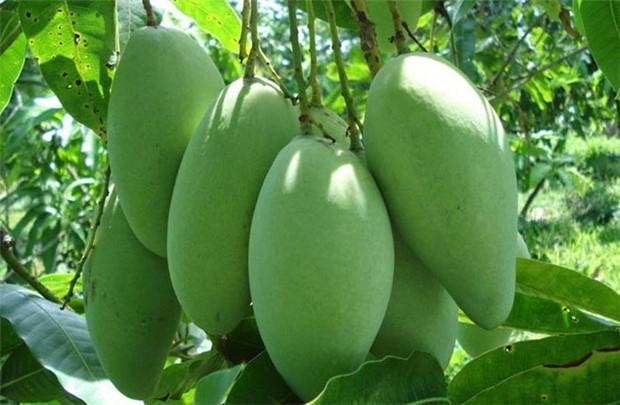 Bài văn thuyết minh về cây xoài - mẫu 1