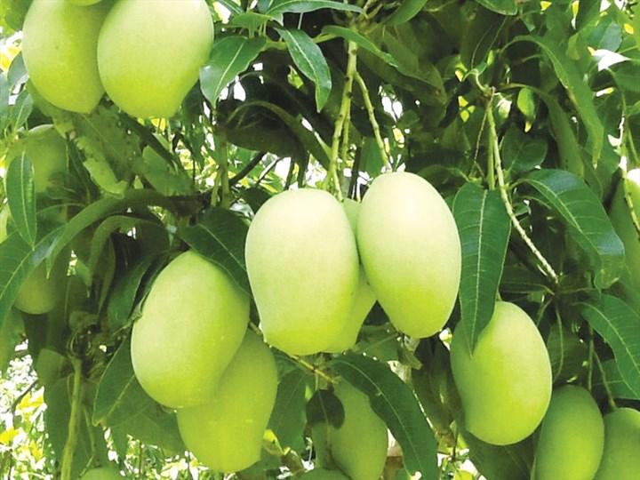 Bài văn thuyết minh về cây xoài - mẫu 2