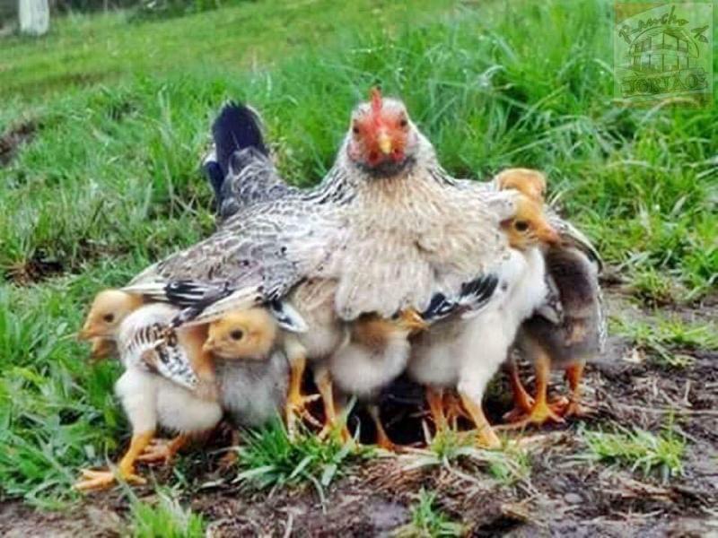 Bài văn tả đàn gà con hay nhất số 2