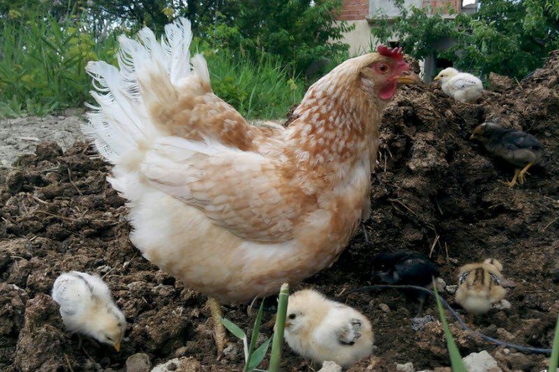 Bài văn tả đàn gà con hay nhất số 4