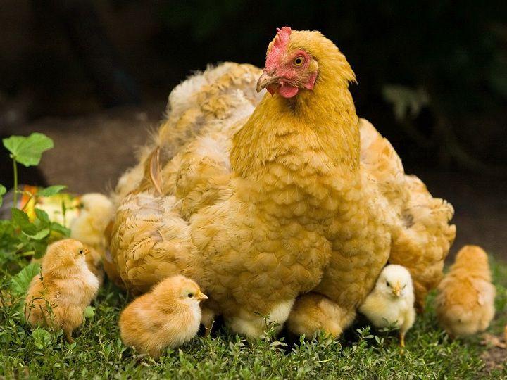 Bài văn tả đàn gà con hay nhất số 7