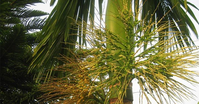 Bài văn thuyết minh về cây cau - Mẫu 4
