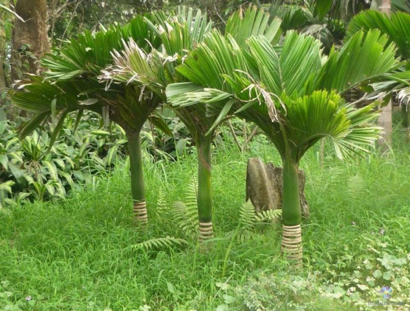 Bài văn thuyết minh về cây cau - Mẫu 6
