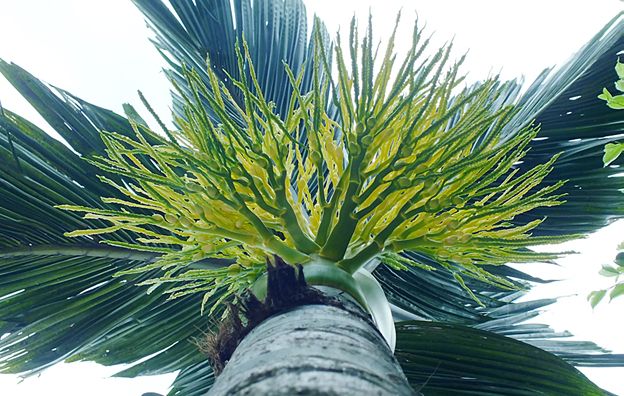 Bài văn thuyết minh về cây cau - Mẫu 9