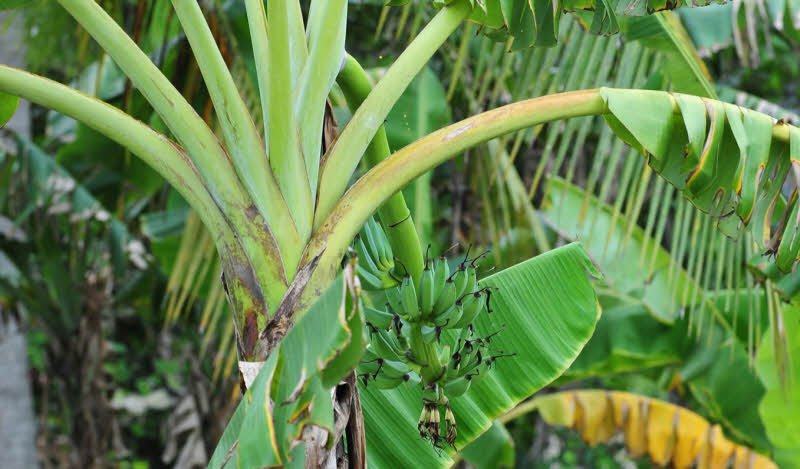 Bài văn thuyết minh về Cây chuối số 10