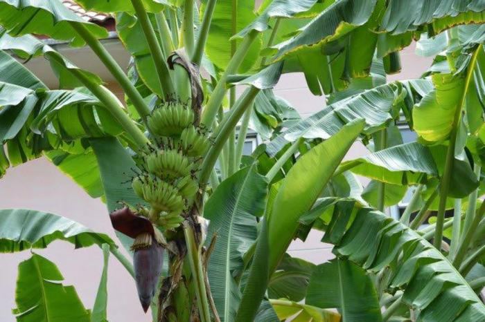 Bài văn thuyết minh về Cây chuối số 4