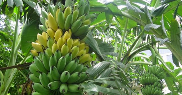 Bài văn thuyết minh về Cây chuối số 7