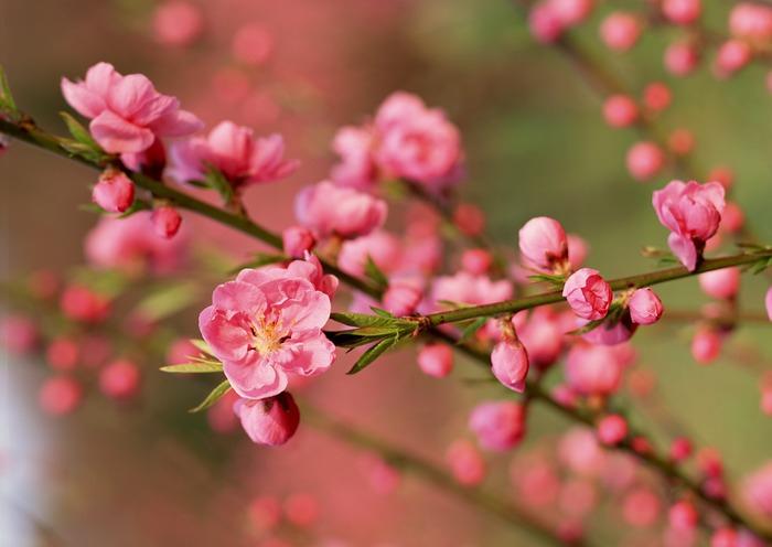 Bài văn thuyết minh về cây đào ngày Tết số 10