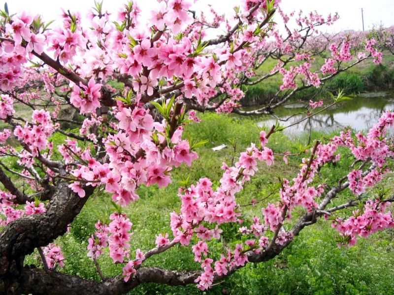 Bài văn thuyết minh về cây đào ngày Tết số 15
