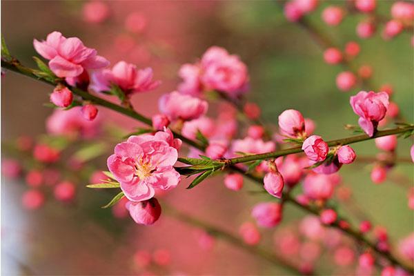 Bài văn thuyết minh về cây đào ngày Tết số 3