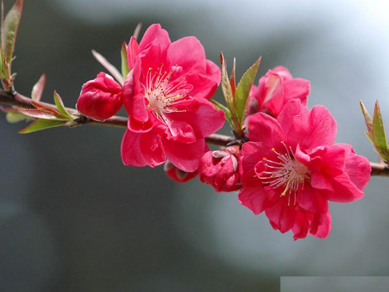Bài văn thuyết minh về cây đào ngày Tết số 4