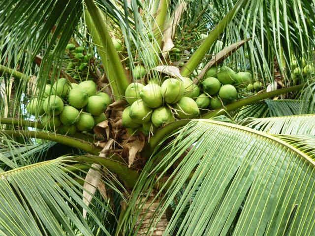 Vườn cây nhà bé