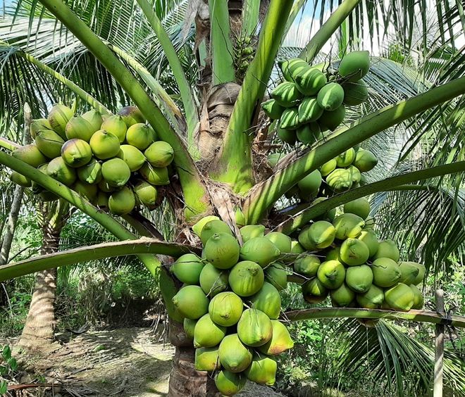 Bài văn thuyết minh về Cây dừa số 5