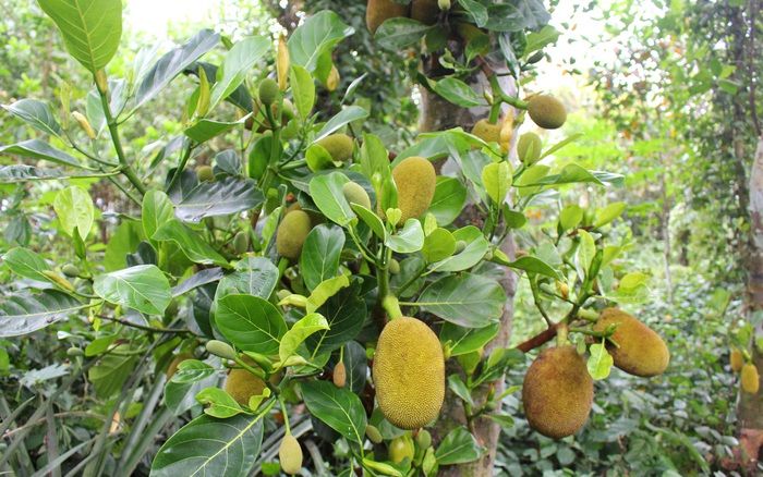 Bài văn thuyết minh về cây mít - mẫu 2